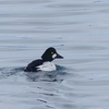 厚岸湾の水鳥、ついでにエゾシカ