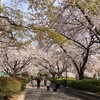 鹿沼公園のさくら、満開です！(2022/4/3)