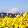 富士には月見草ならぬ、菜の花がよく似合う