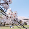 花見ピク