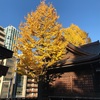 （紹介：銀杏）十二社熊野神社の銀杏を紹介します