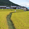 里山シリーズ８０湖西高島鵜川の風景