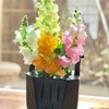 庭に咲いた春の茶花