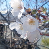 桜、開花してます！ サクラ・サクラ♪