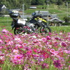 コスモスが満開に　波豆川コスモス畑　小野市ひまわりの丘公園