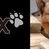 ロレンツォ＆レックス～ローマ警察シェパード犬刑事〜Il commissario Rex S2-1 -2015年版-
