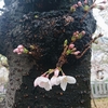 【このはなさくや姫】姫の名は 梅か桜か 咲くやこの花【高津宮 高津神社 広場の桜と梅園】