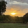 私の朝夕のリハビリ散歩です。