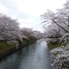 羽村の桜　満開