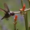 アンナハチドリ(Anna's Hummingbird)