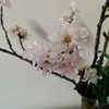 酔桜（すいざくら）？