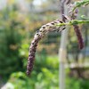 フジの開花待ち・・・医者にはなれまシぇ～～ン！