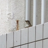 街中の野鳥さんたち