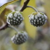 はやとちりの河津桜