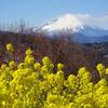 吾妻山公園の菜の花と富士山