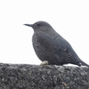 関根川下流の鳥達