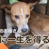 ジュリーのお母さん、九死に一生を得る