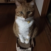 土曜日の恋猫！