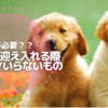 保護犬迎える時の準備グッズ8選【いらなかった物も大公開】