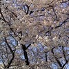 日記(4月12日木曜/晴れ)桜と皿と