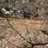 茅ヶ崎公園　梅とカワヅザクラ