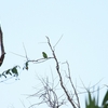 コボウシインコ White-fronted Parrot