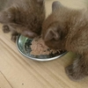 きょうの、にゃんこ(=^・・^=)