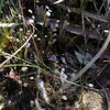 Utricularia caerulea　ホザキノミミカキグサ