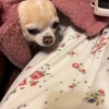 チワワのタンコブ
