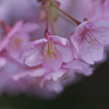 K-3 Mark III と TAMRON 90mm F2.8 MACRO 272E で馬見丘陵公園の河津桜を ボケ編