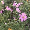 秋桜