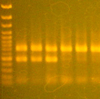 ネギアザミウマAllele Specific PCR