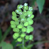 (111) Lepidium virginicum