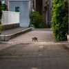 地元繁華街のねこさん