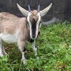 ヤギの食べ物と消化