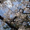 今年の桜