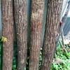椎茸の原木