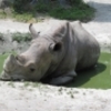 アフリカ園が広すぎてゾウとキリンが遠かった・・・盛岡市動物公園