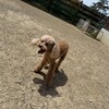 老犬ホームあん｜新人さん マフィン^^