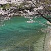 春の木曽路　　大桑のサクラ