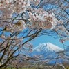 なんて贅沢な花見なのってね／静岡県富士宮市富士桜自然墓地公園にて