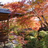嵐山宝巌院の紅葉（１０）
