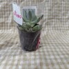ダイソー多肉植物4種