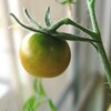 プチトマトの成長