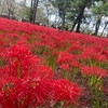 【お出かけスポット】【埼玉県】【日高市】巾着田の曼珠沙華を見に行ってきました！