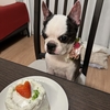 きなちゃん９歳🎂＆クリスマス作品コンテスト🎄受賞のお祝い♡　
