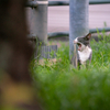 地元繁華街のねこさん