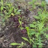 網干メロンとサツマイモと、もともと植わっとったもんの作付け育成。暑い中、地道に作業。
