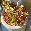 🌵多肉植物　フンベルディの白いお花🌼他🌵