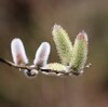京都府立植物園。梅三分咲き。春の花。ソシンロウバイ、アセビ、ミツマタ、ネコヤナギ、クロッカス（ハナサフラン）、フクジュソウ、シクラメン、スノードロップ。